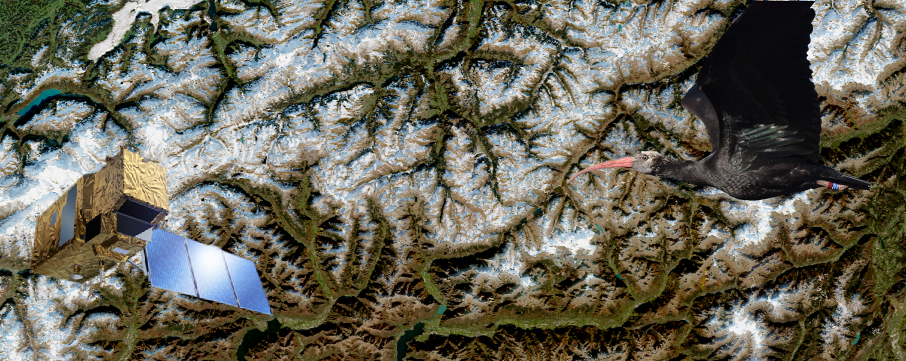 Participate in our Survey: Earth Observation Data and Exploitation Platforms for Wildlife Ecology
