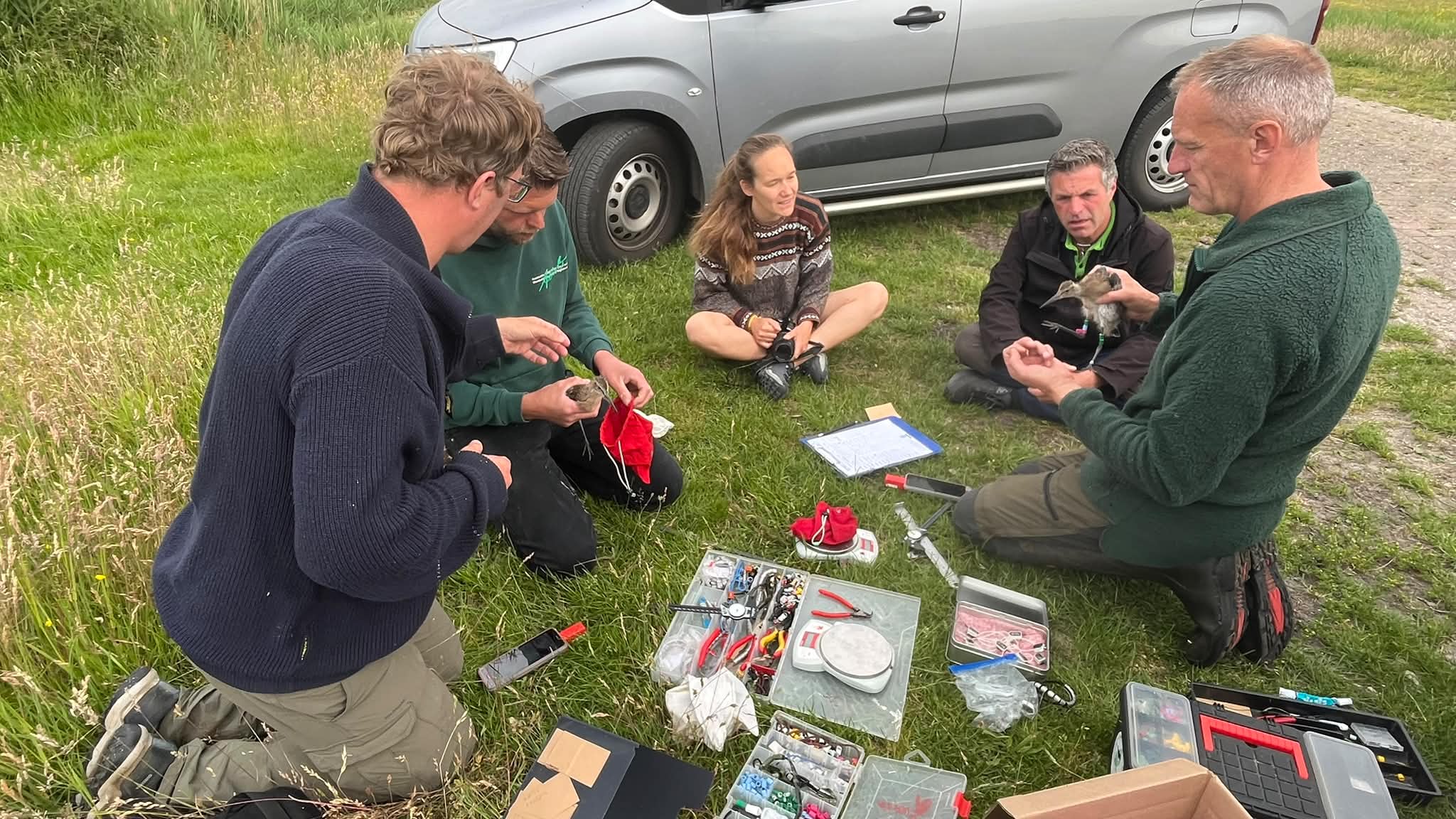 Photo 1: Black-tailed godwit ringing, measuring and GPS-tracker attachment. (Theunis Piersma)